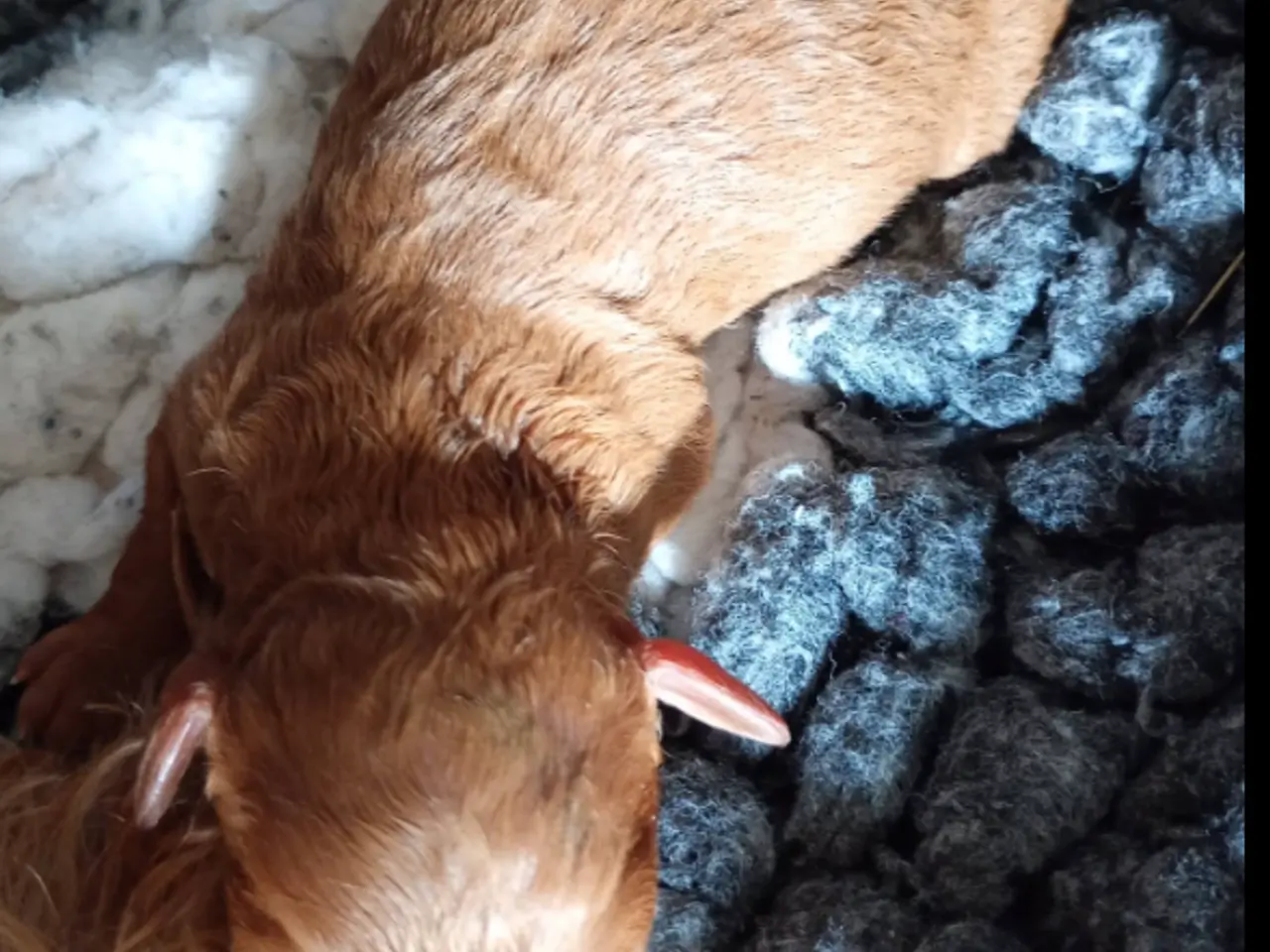 Billede 4 - Cavapoo-hvalpe