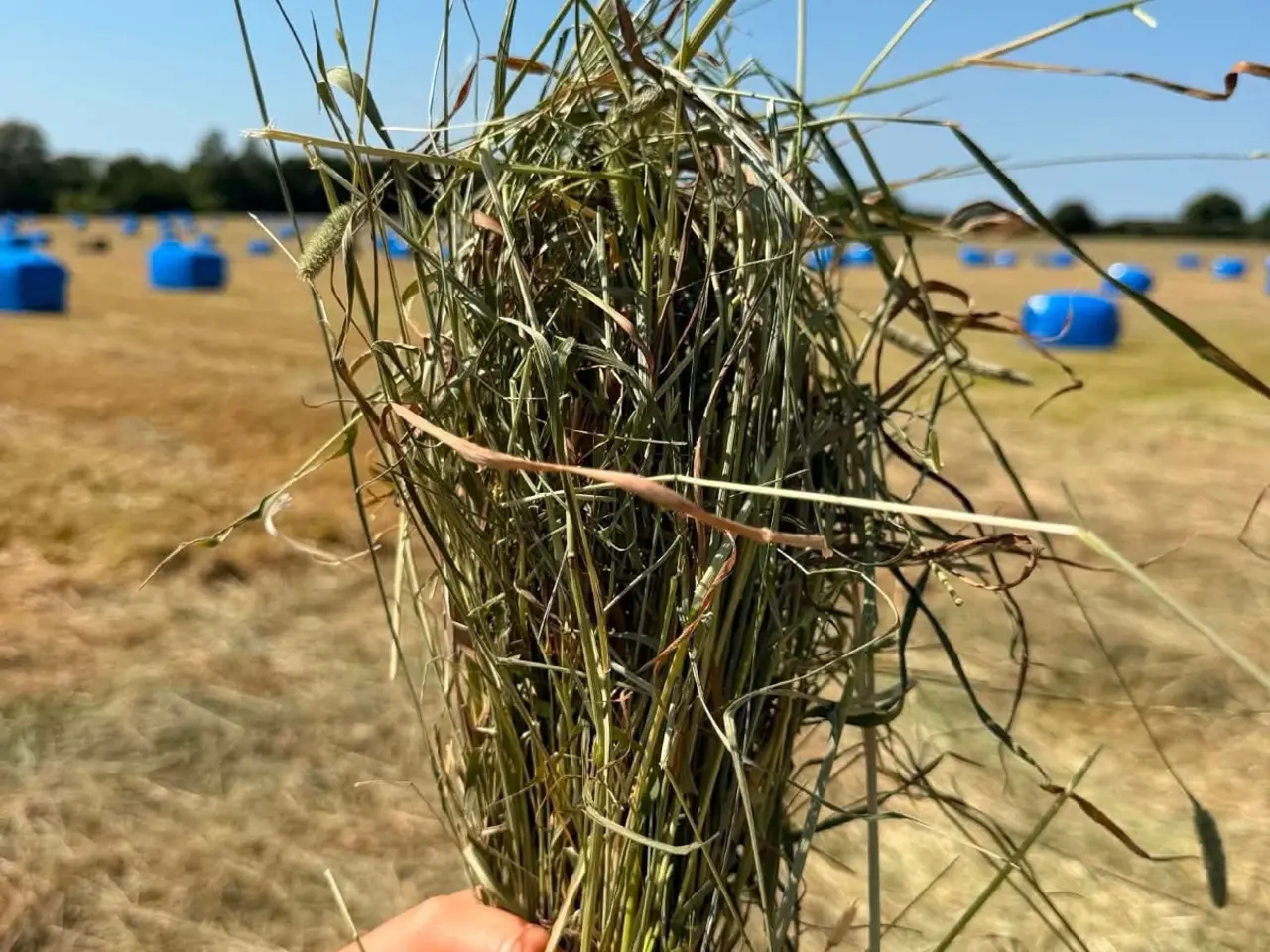 Billede 1 - Dietwrap til heste m. Analyse