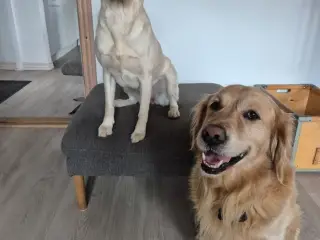 Golden retriever og labrador hvalpe