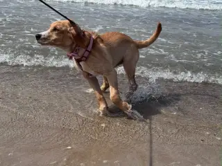 Bailey