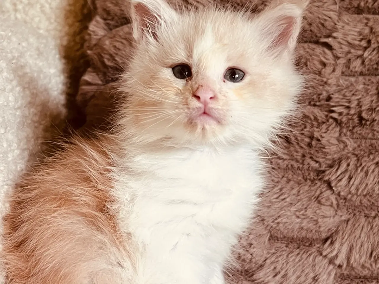 Billede 8 - Mainecoon killinger