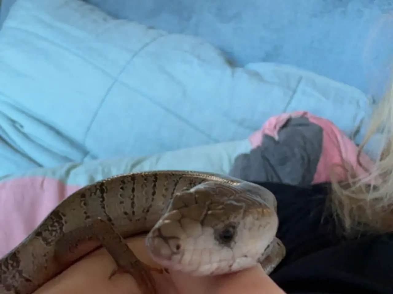 Billede 2 - Snegle skink
