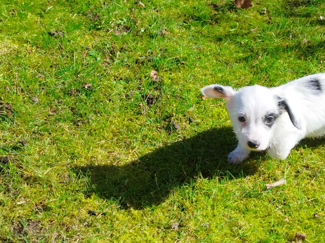 Billede 3 - Gravhund Bobby søger nyt hjem