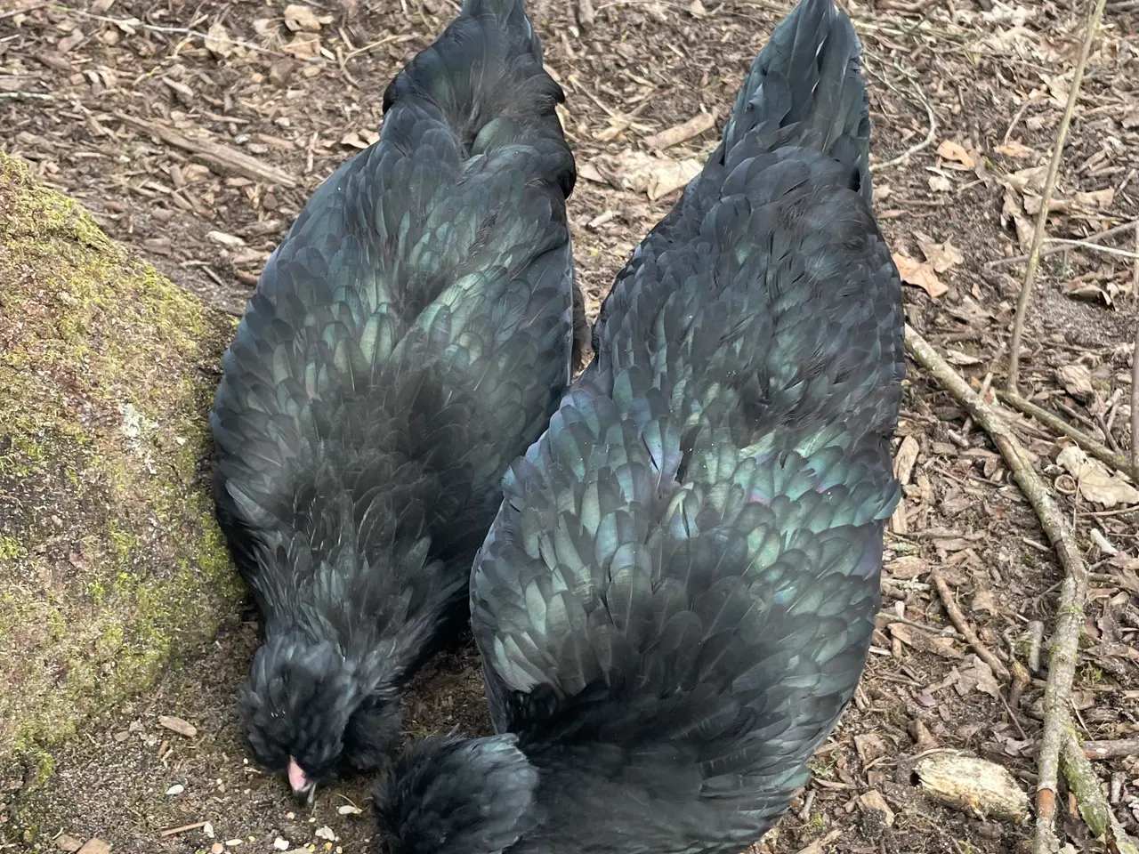 Billede 15 - Engelsk Araucana kyllinger