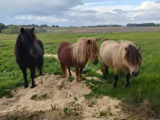Søger Shetlænder hoppe