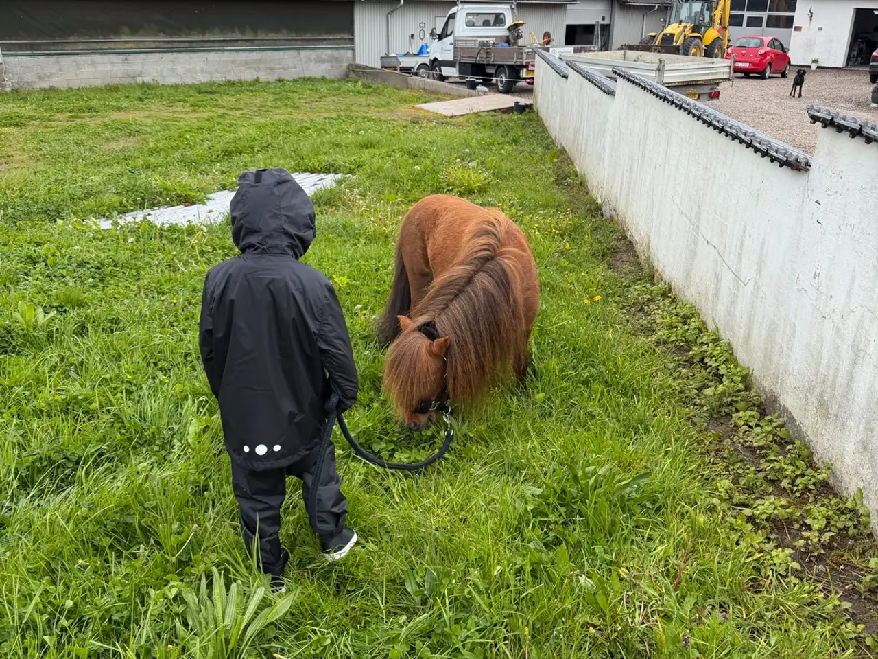 Billede 4 - Shetlænder søger nyt hjem