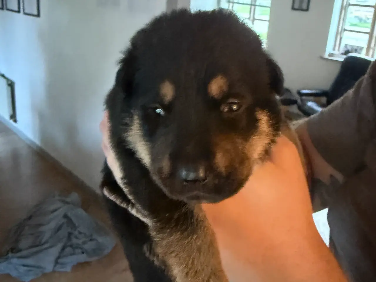 Billede 5 - Hvalpe Rottweiler/Broholmer/Husky/Schæfer