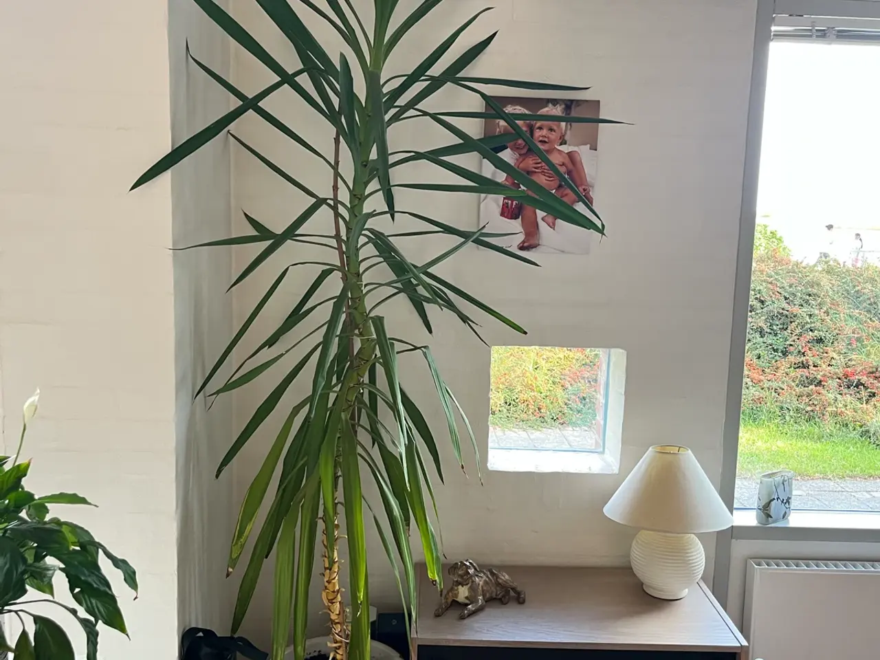 Billede 2 - To yucca palmer sælges