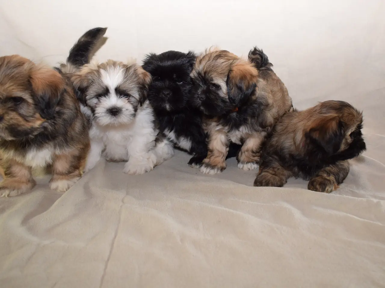 Billede 6 - Lhasa Apso hvalpe