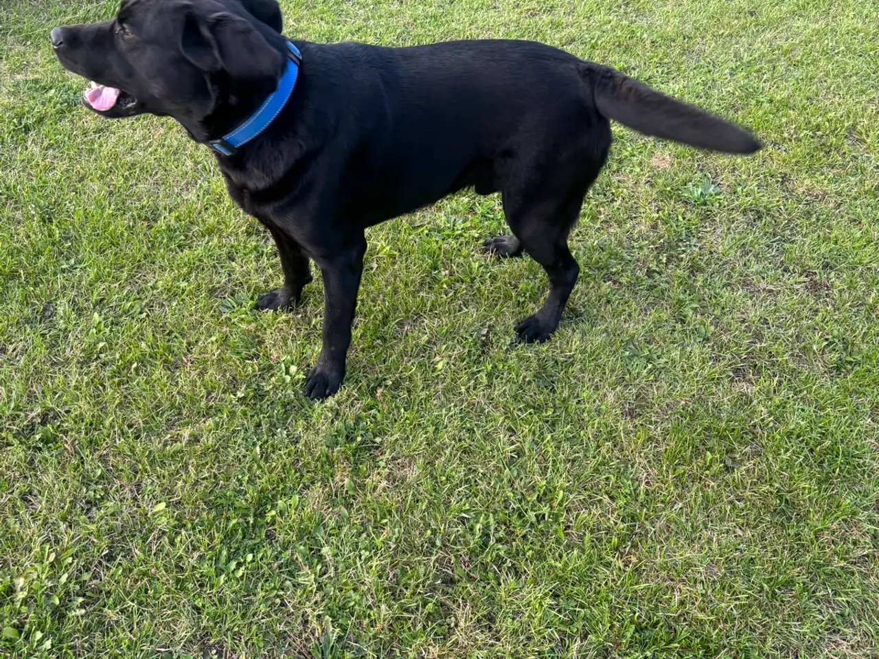 Billede 2 - Super dejlig hanhund