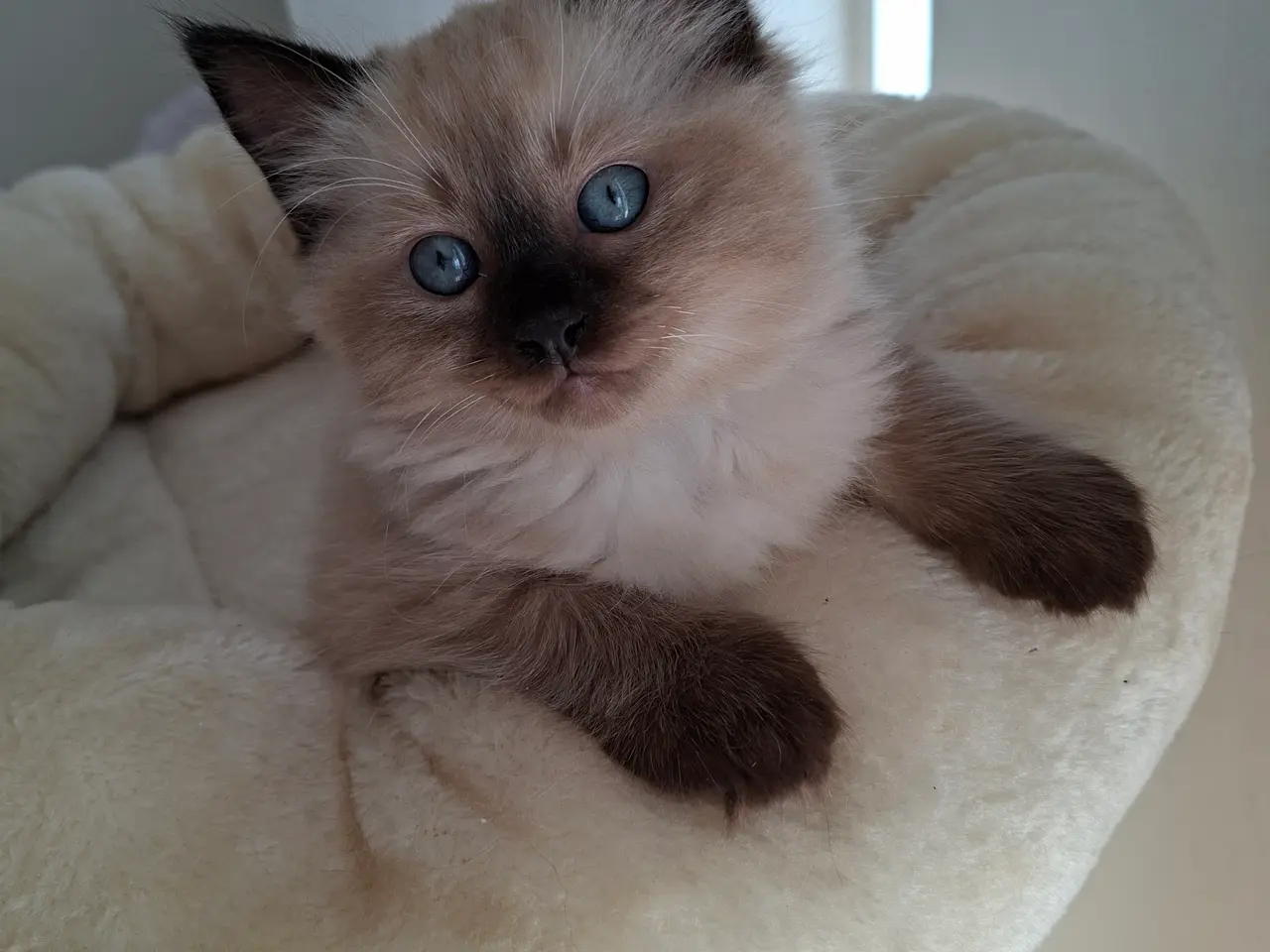 Billede 16 - Skønne Ragdoll killinger 🐾🤎