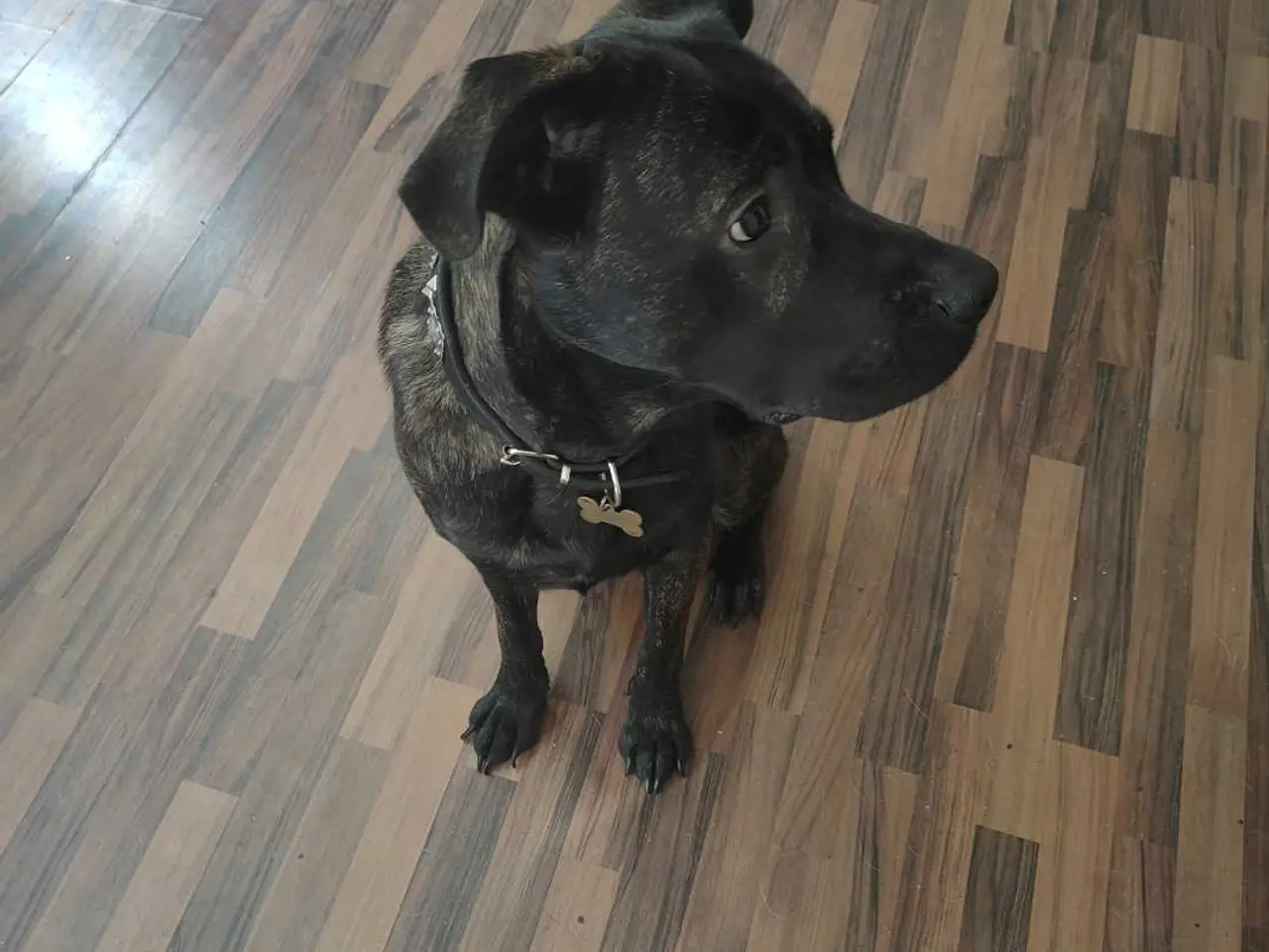 Billede 3 - Jack cane Corso/schæfer