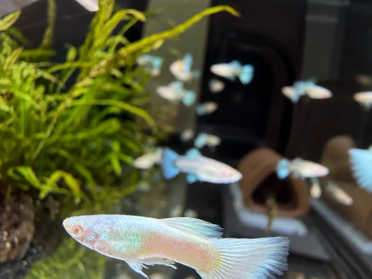 Billede 3 - Flotte guppy albino full platinum