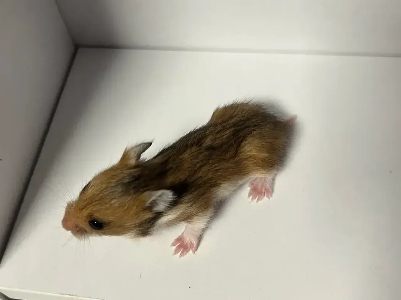 Billede 7 - Guldhamster unger