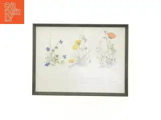 Indrammet botanisk plakat (str. 40 x 30,5 cm)