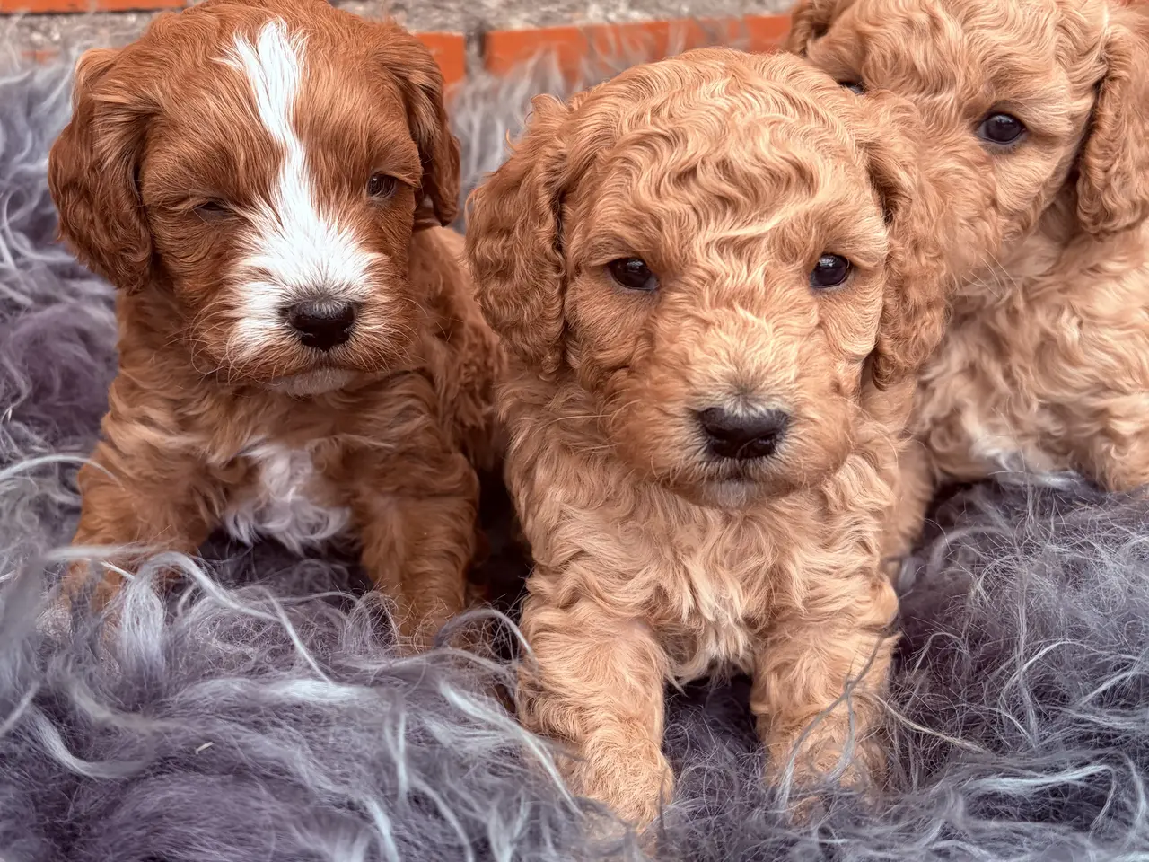 Billede 7 - 3 smukke Cavapoo drenge