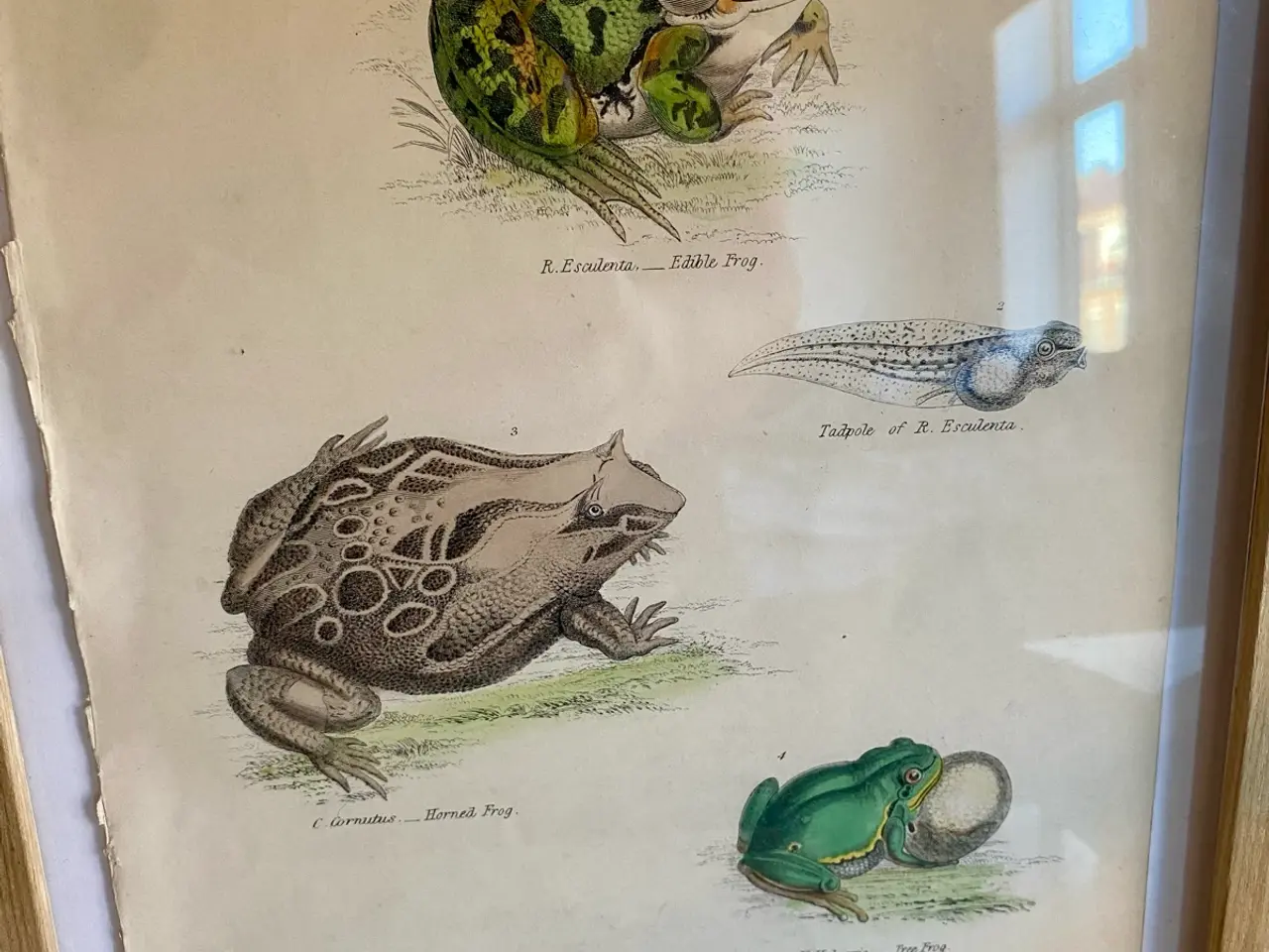 Billede 6 - Antik Håndkoloreret planche med frøer og tudser 