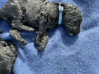Cavapoo F1B - 5
