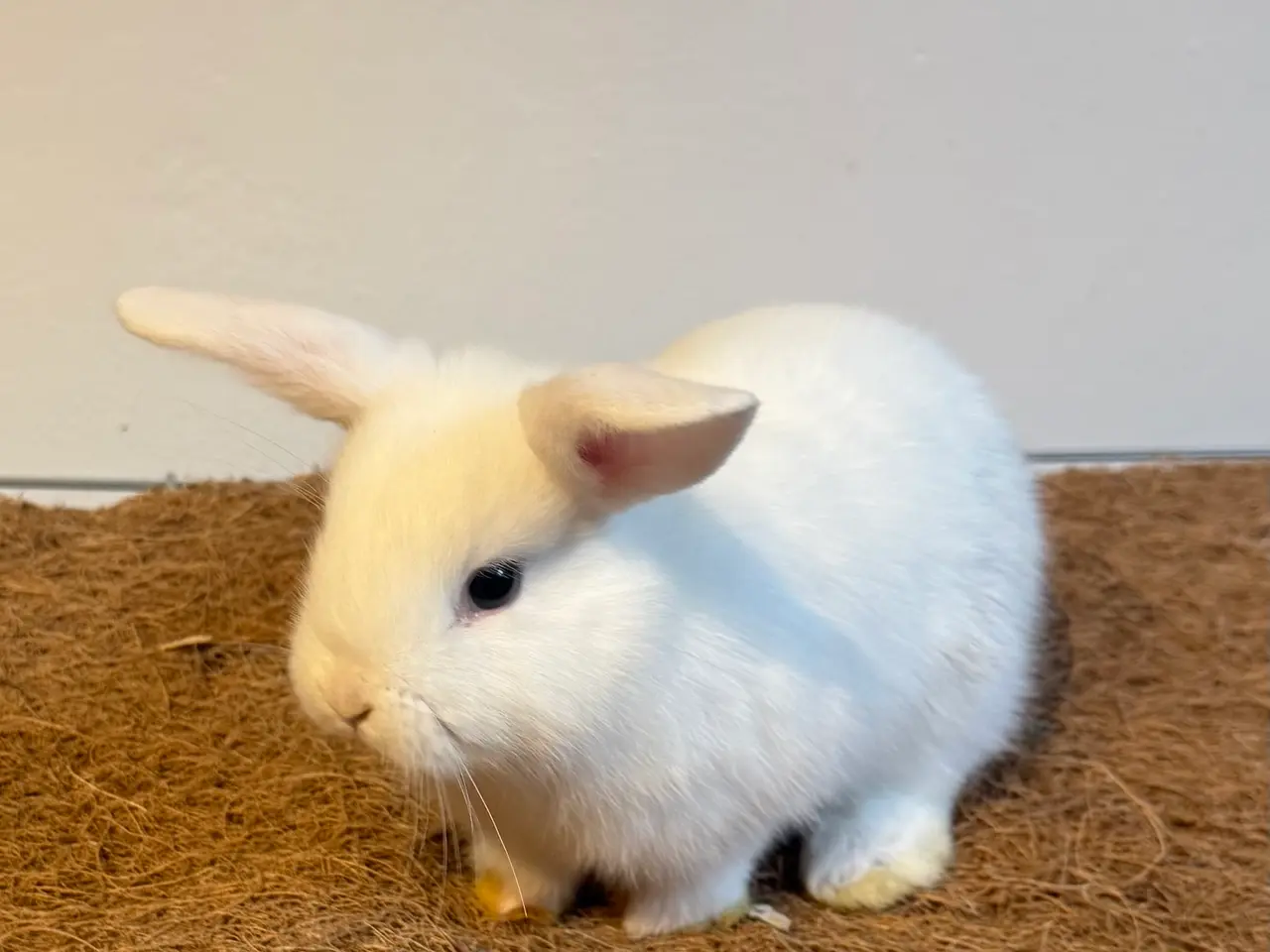 Billede 2 - Sød kaninpige søger nyt hjem 🐰❤️