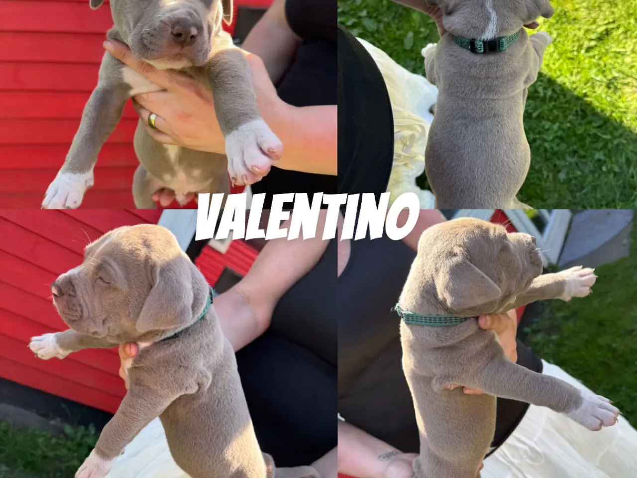 Billede 8 - American Bully XL