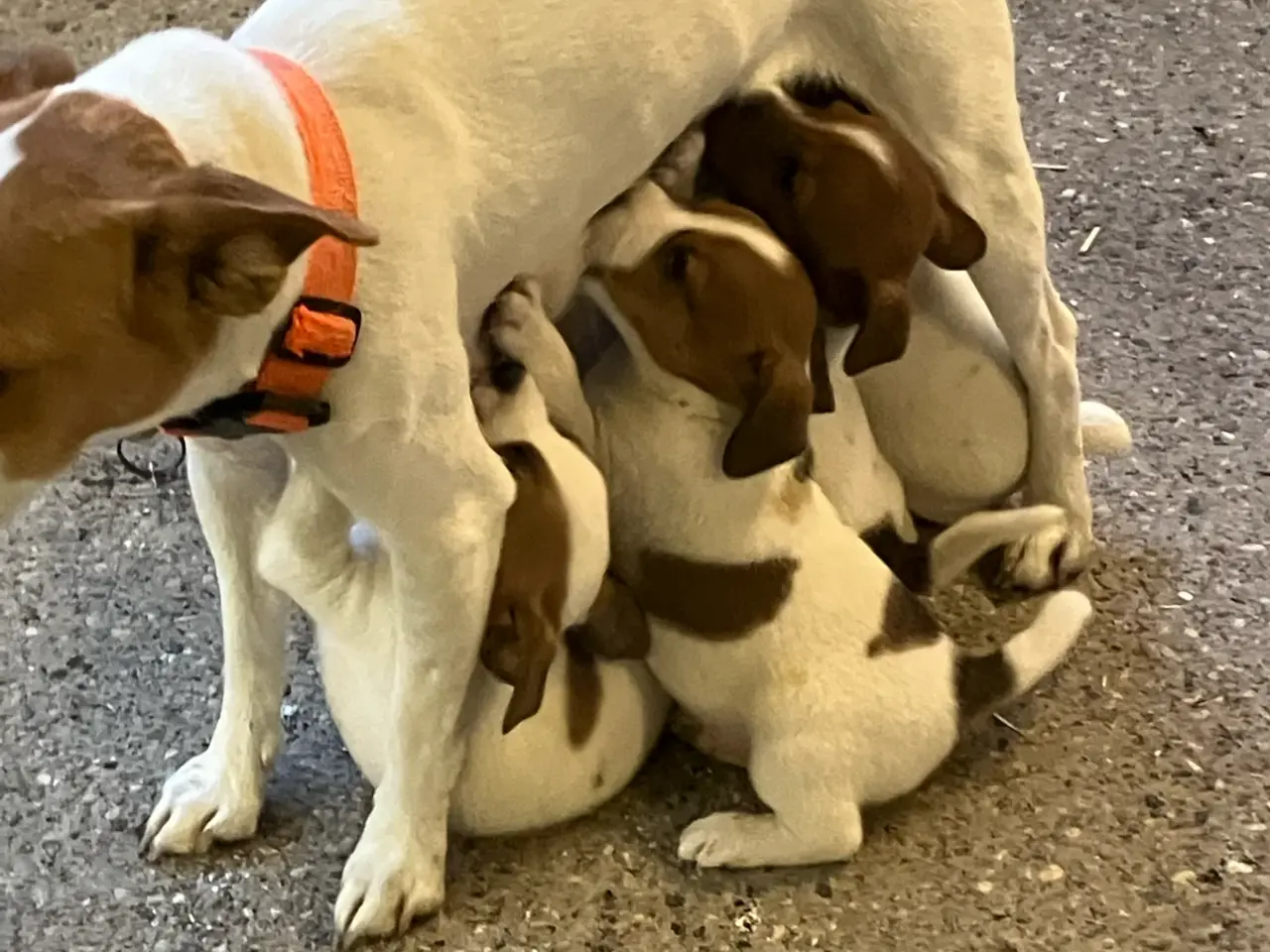 Billede 1 - Jack Russel hvalpe
