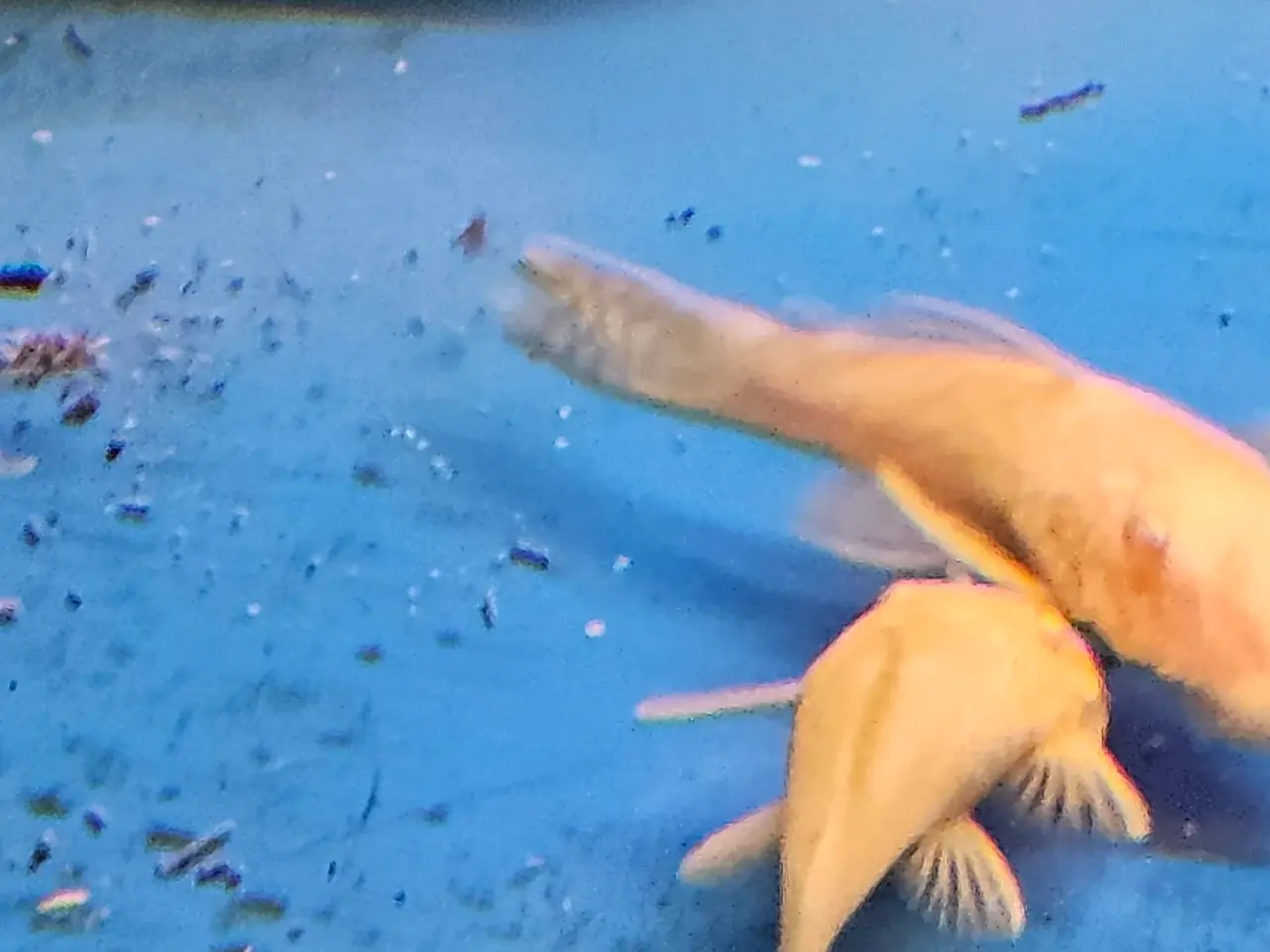 Billede 2 - Gule ancistrus Malle