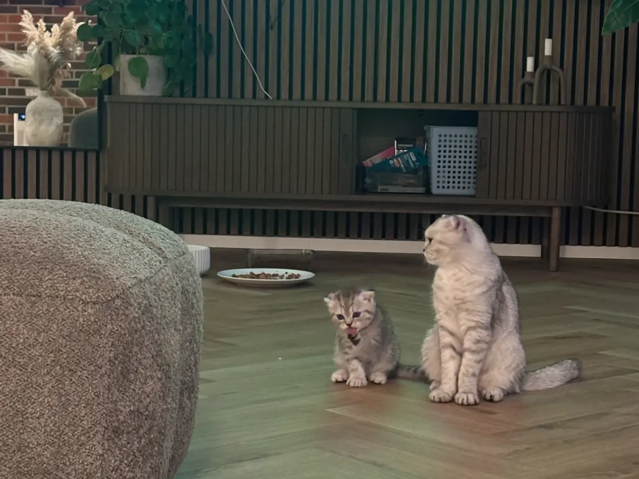 Billede 2 - British short hair& Scottish fold long hair silver