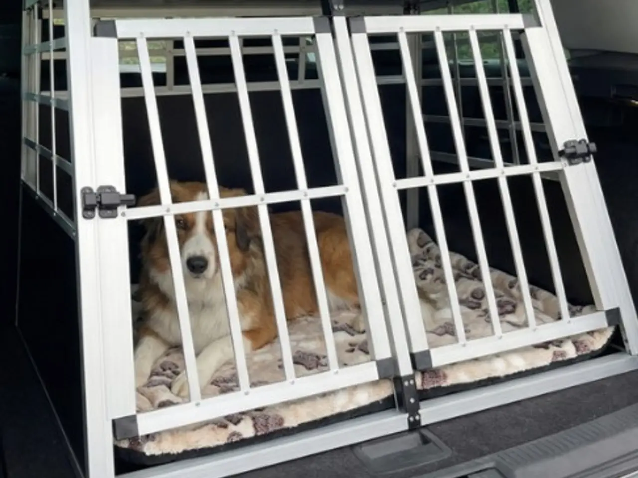 Billede 3 - Transport bur til hund
