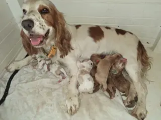 Cocker spaniel hvalpe