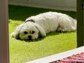 Shi-tzu og havapoo tæve