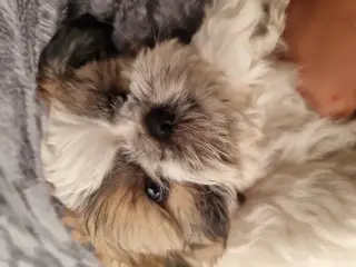 Shih tzu hvalpe