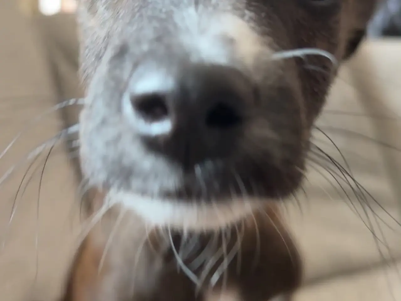 Billede 3 - Søde Halo søger ny familie 🐶