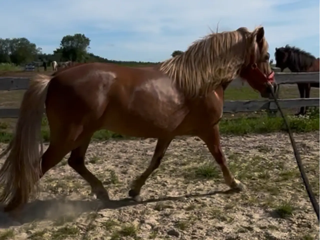 Billede 1 - Cool tur hest