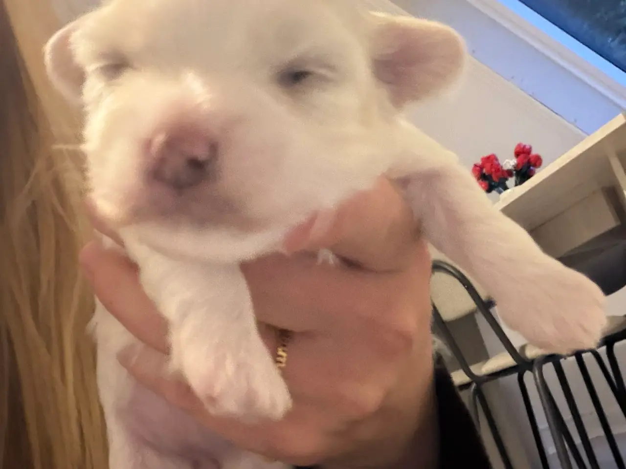 Billede 3 - Malteser hunde hvalpe