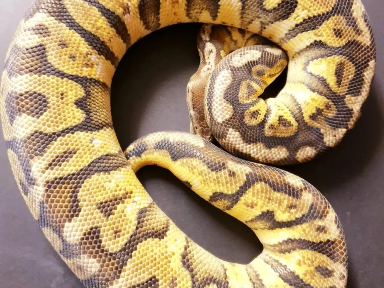 Billede 3 - Kongepythons 