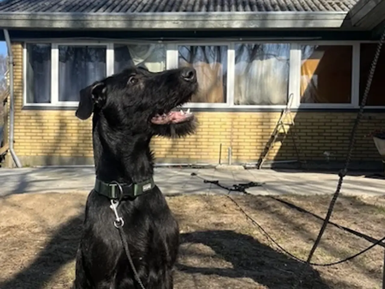 Billede 1 - 2 søde og aktive Dobermann blandingshvalpe