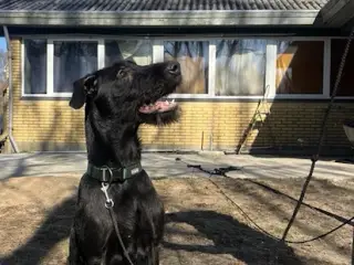 2 søde og aktive Dobermann blandingshvalpe