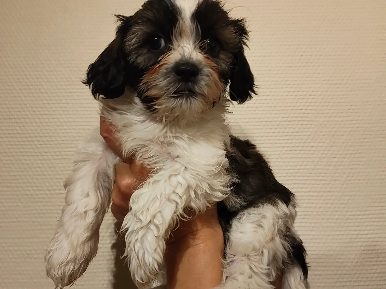 Billede 6 - Shih Tzu / blanding Malteser