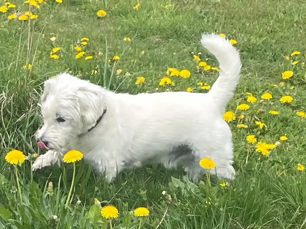 Billede 9 - White Terrier og bomuldshund blanding