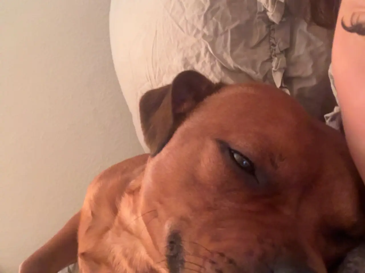 Billede 2 - Parring hanhund