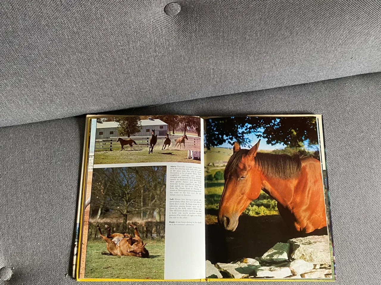Billede 6 - Heste bog KUN 65kr