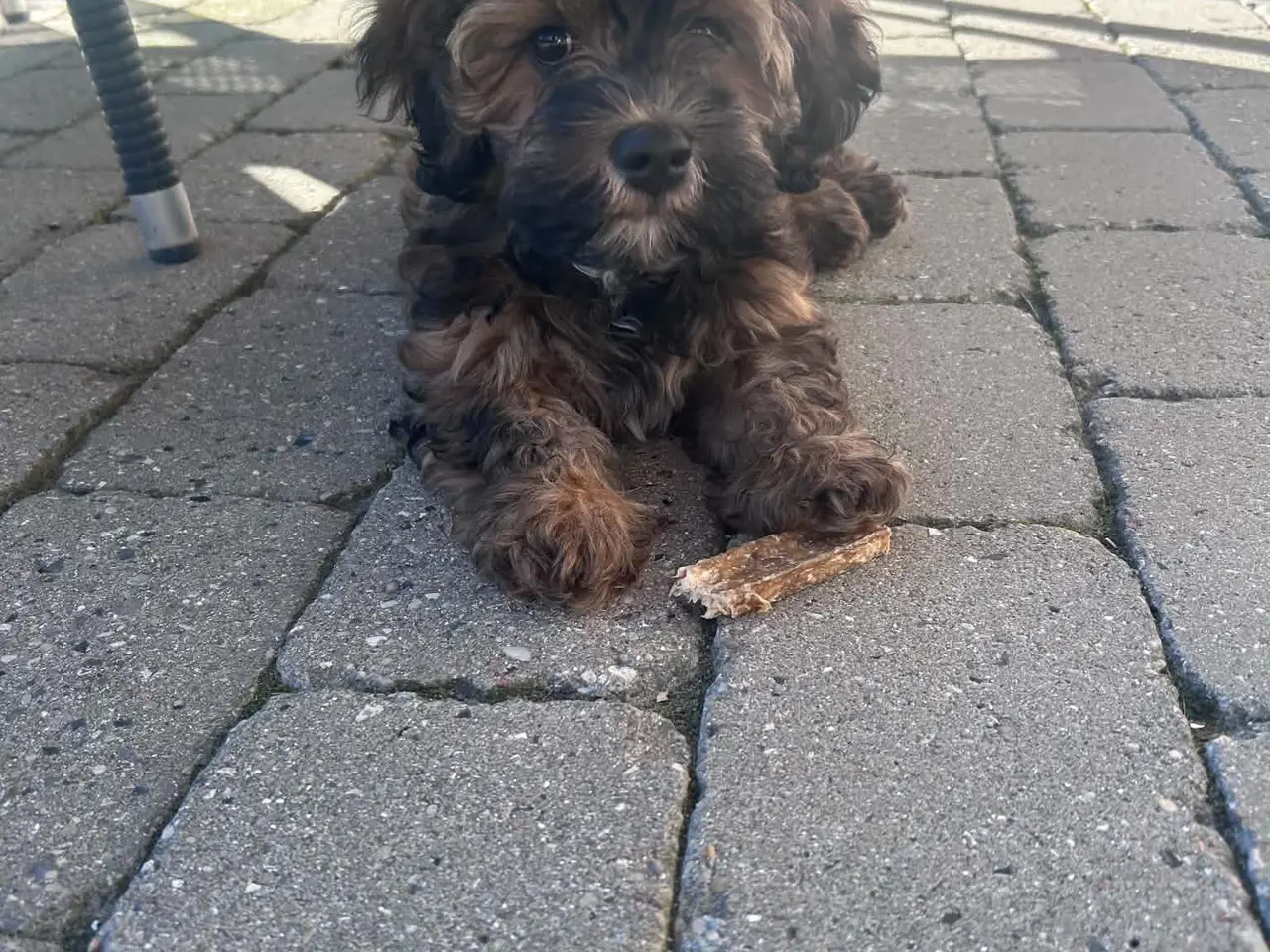 Billede 1 - Bichon Havanese