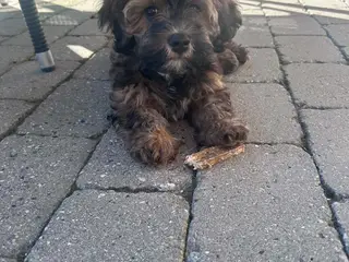 Bichon Havanese 