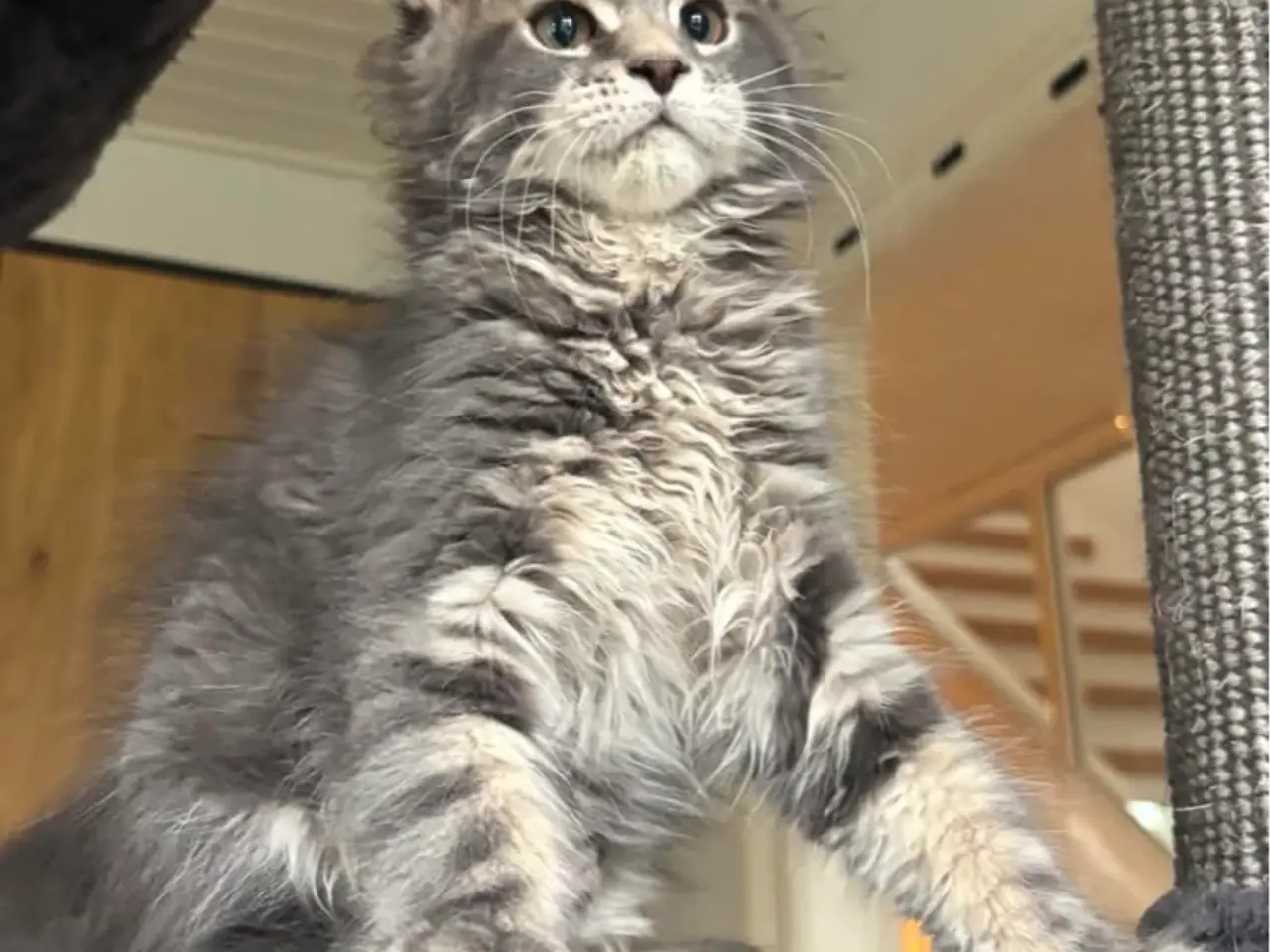 Billede 7 - 💕Maine Coon 💕