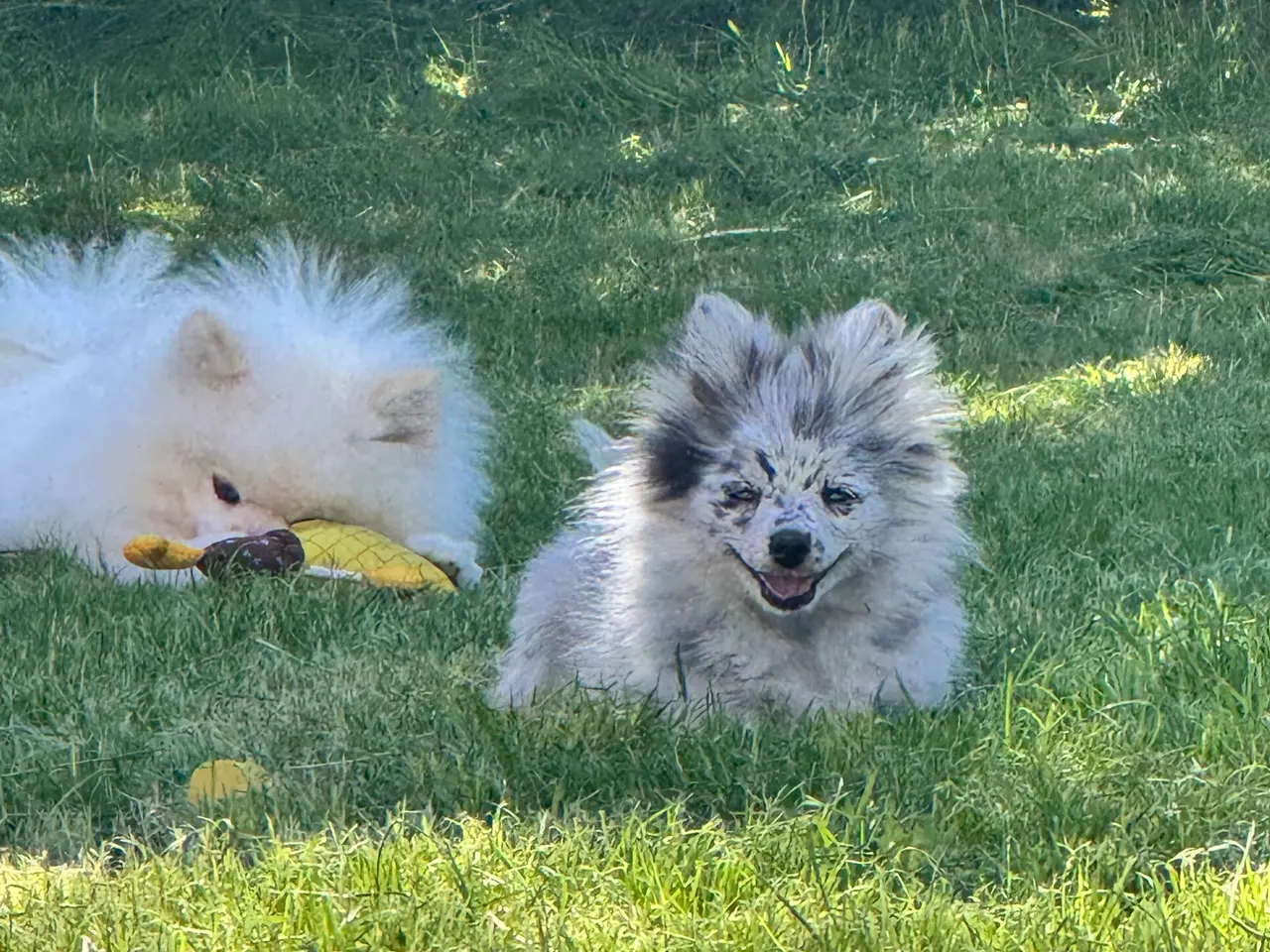 Billede 7 - Pomchi pige