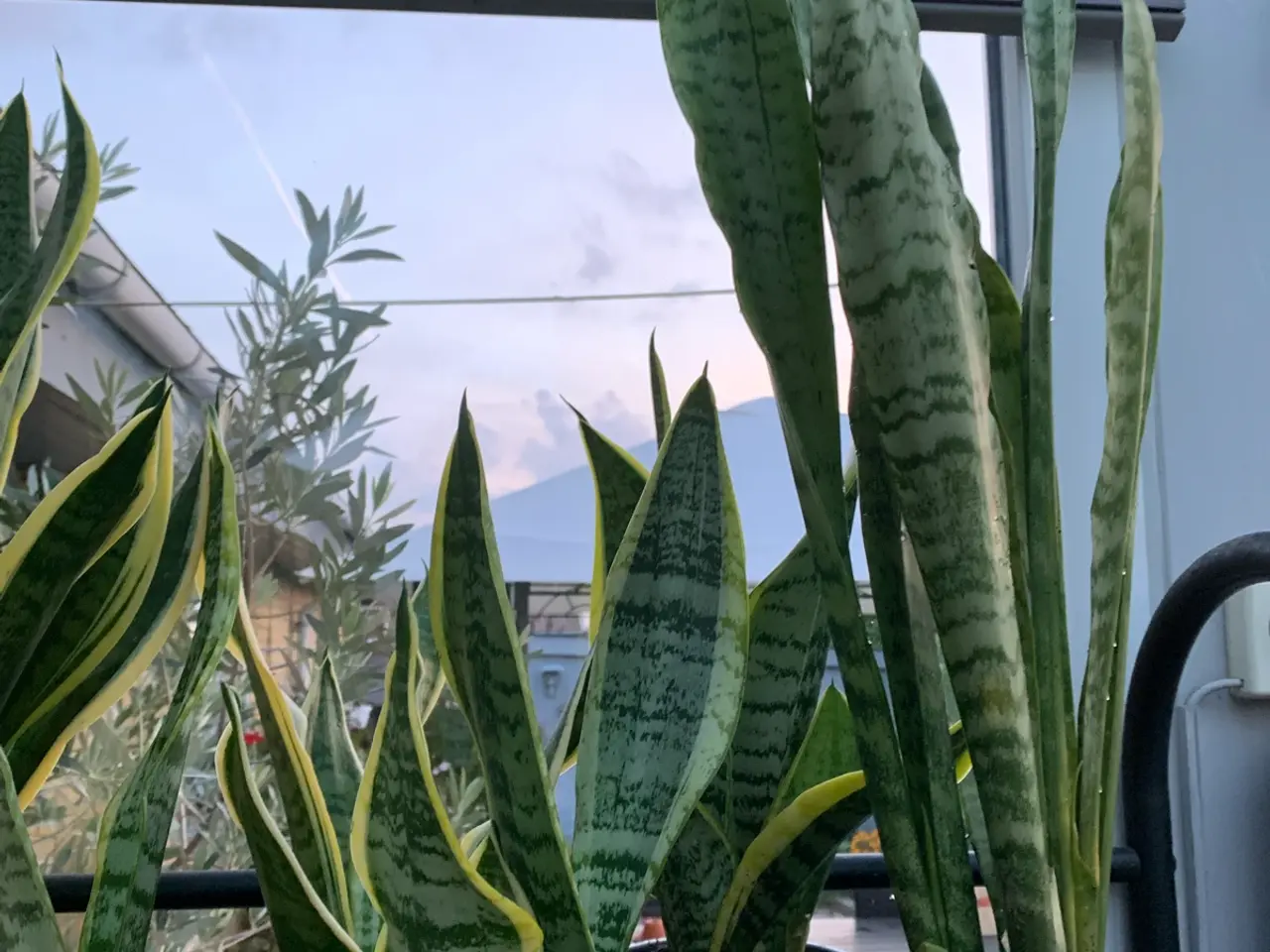 Billede 5 - Diverse gode stueplanter 
