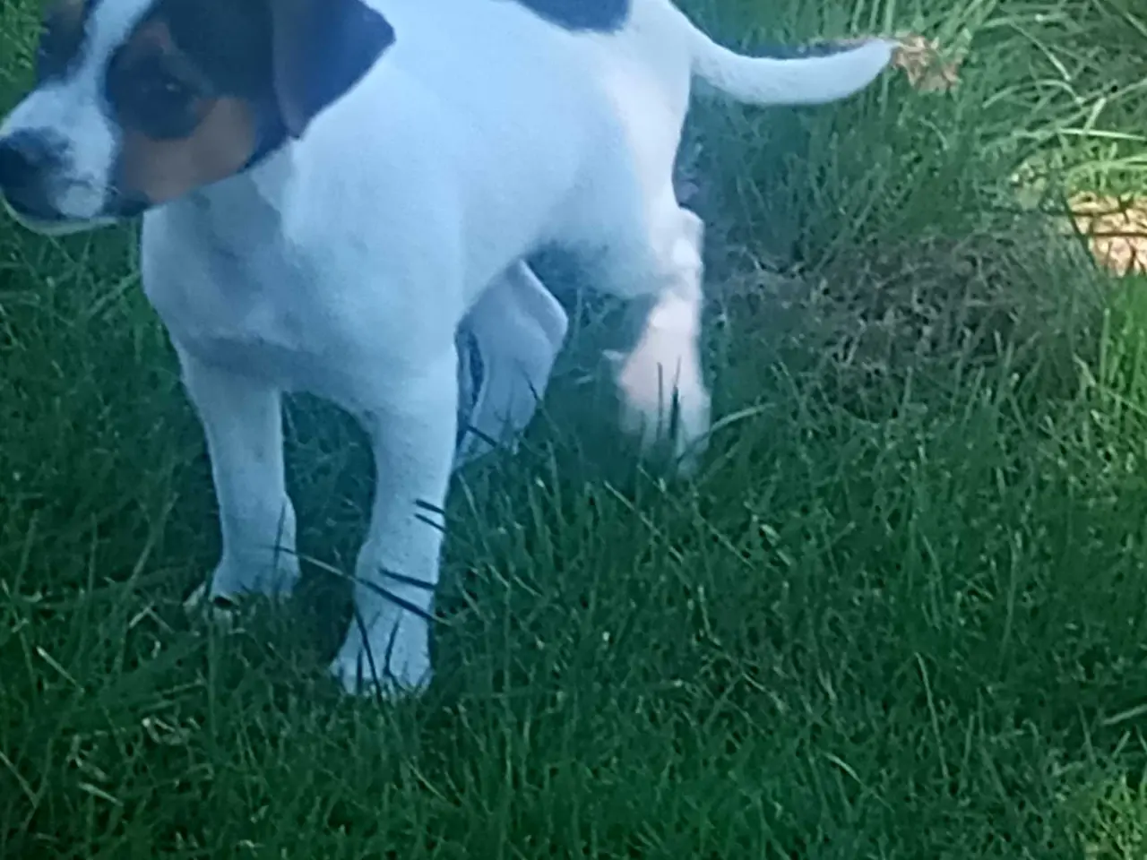 Billede 2 - Dansksvensk gårdhunde hvalpe