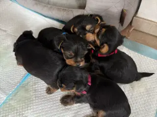 De sødeste Yorkie hvalpe