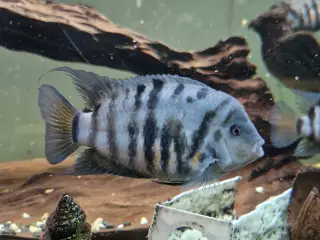 Zebra cichlider “Amatitlania nigrofasciata”