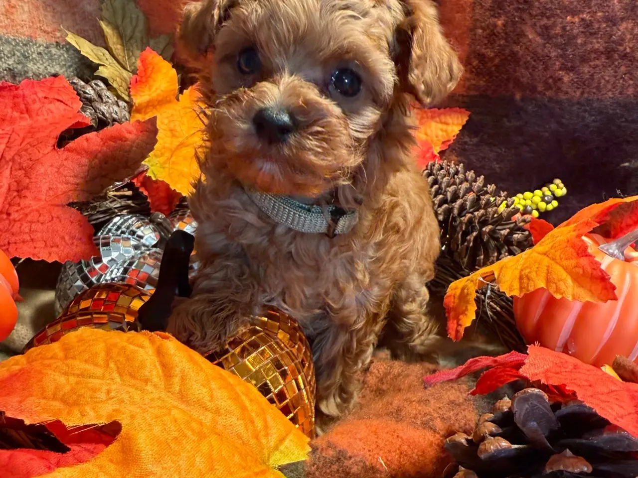 Billede 16 - Skønne mini Maltipoo hvalpe